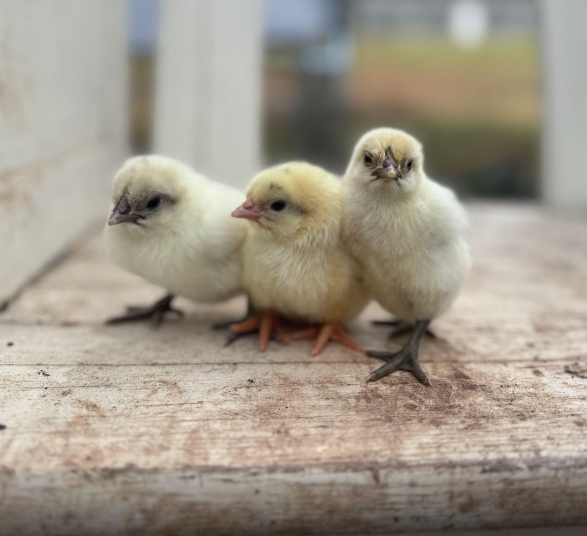 Ambresse Zombie Chicks - LOCAL PICKUP ONLY