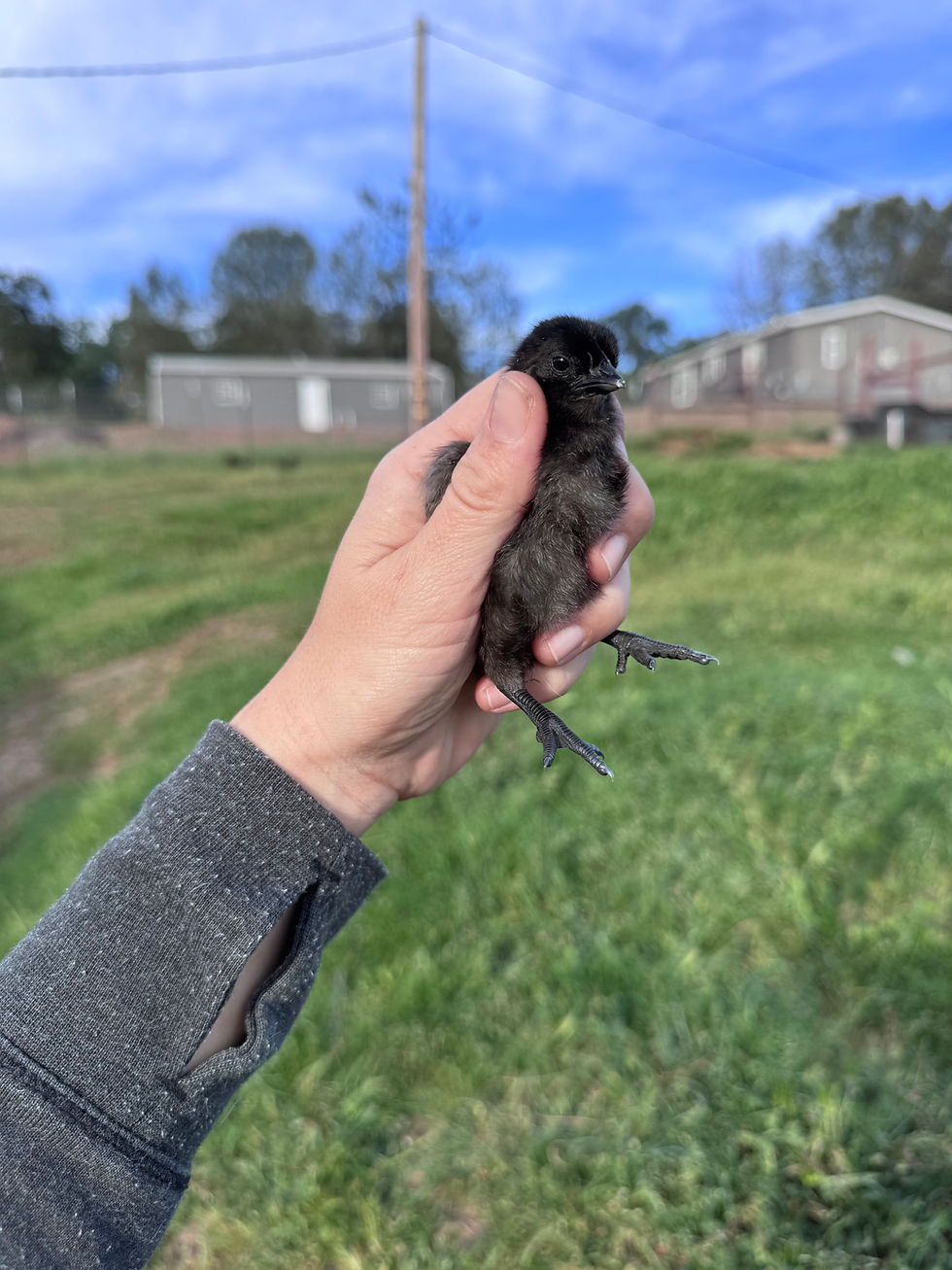 Thumbnail: Ayam Cemani Chicks - LOCAL PICK UP ONLY