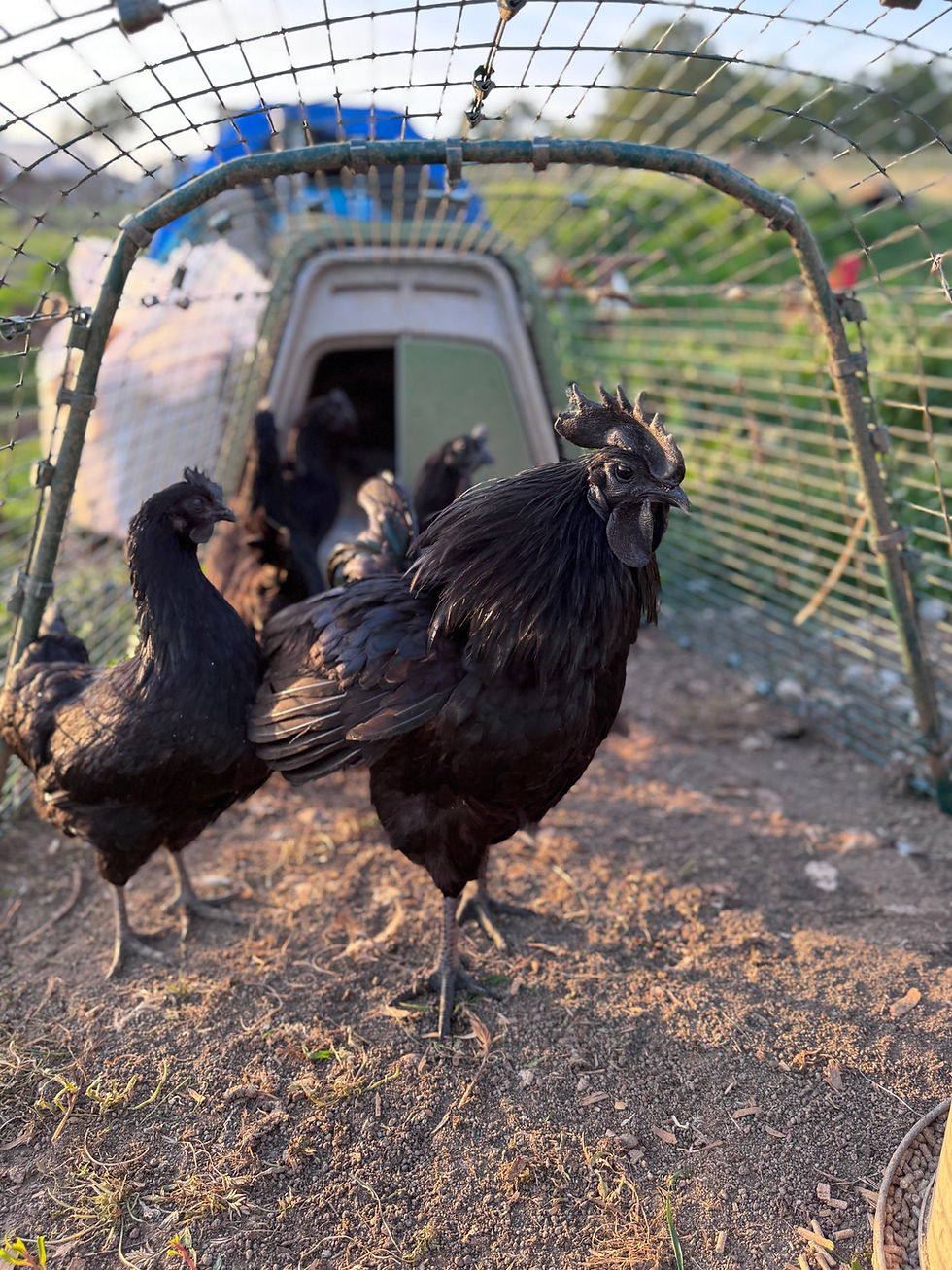 Thumbnail: Ayam Cemani Chicks - LOCAL PICK UP ONLY