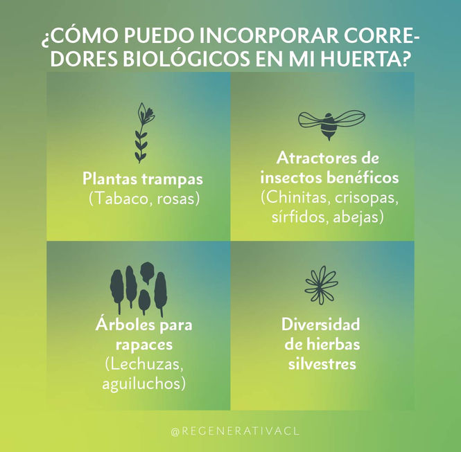 Corredores biologicos-03.jpg