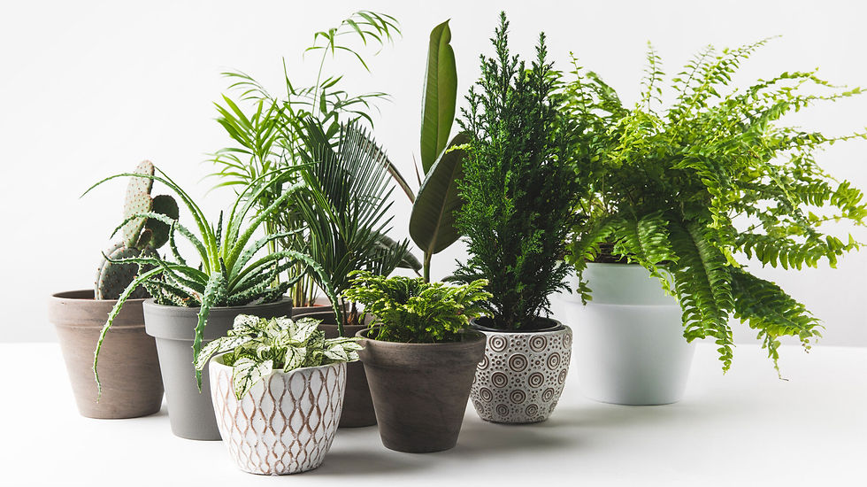 plantshero-e1701610480501.jpg