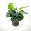 Thumbnail: Calathea Roseo Picta Green