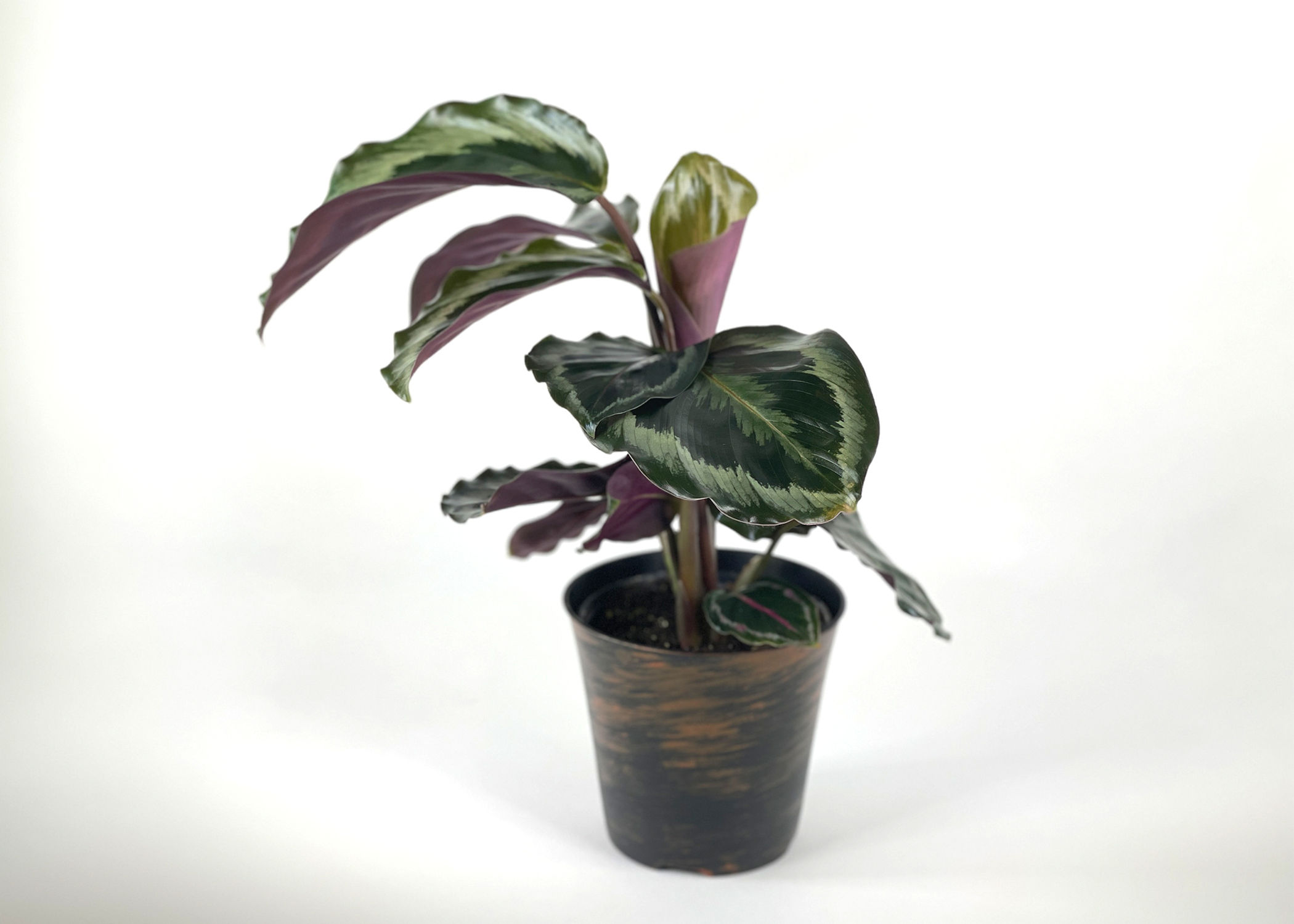 Calathea Marion