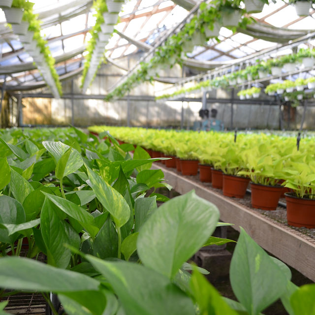 philodendron white measure vermehren Philodendron White Measure