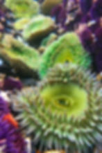 greenanemonesMBA.jpg