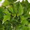 Thumbnail: Holly, Dwarf-Fortuni