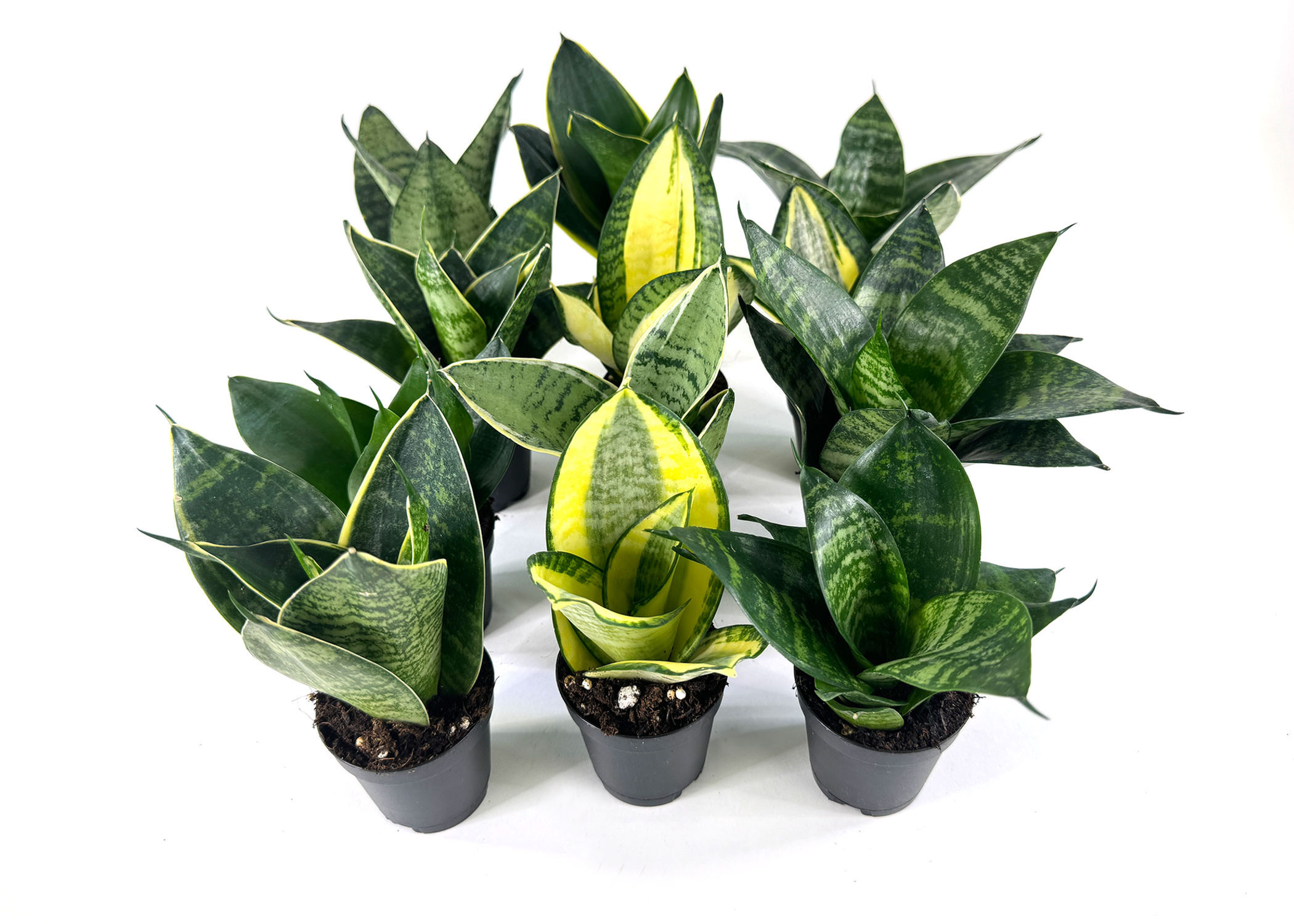 Sansevieria Birds Nest