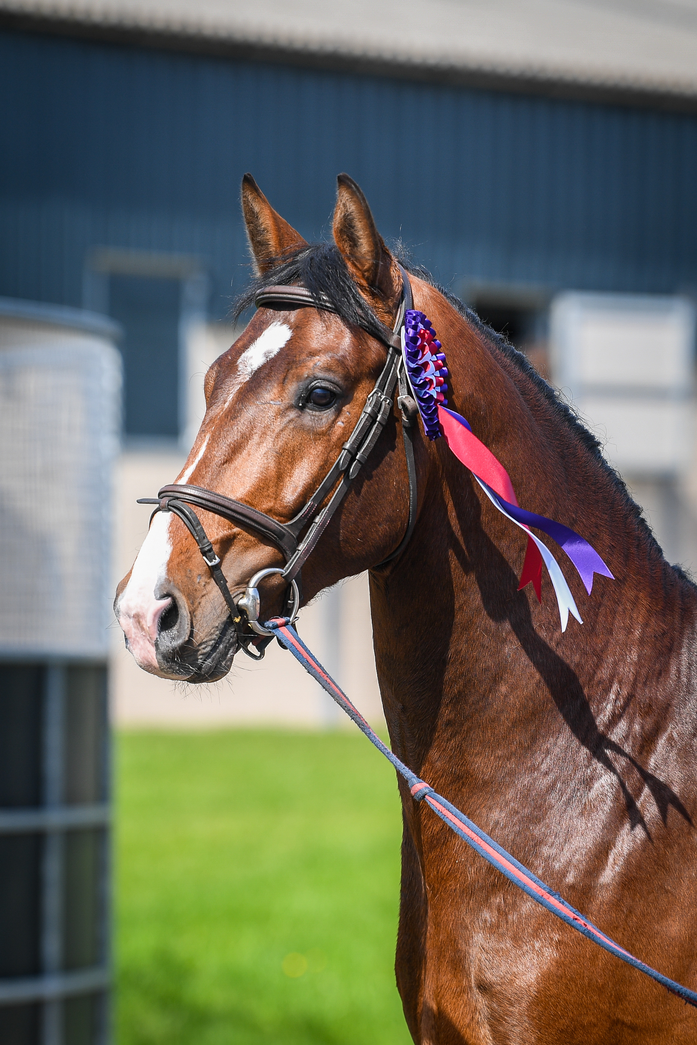 AES Approved young Stallion