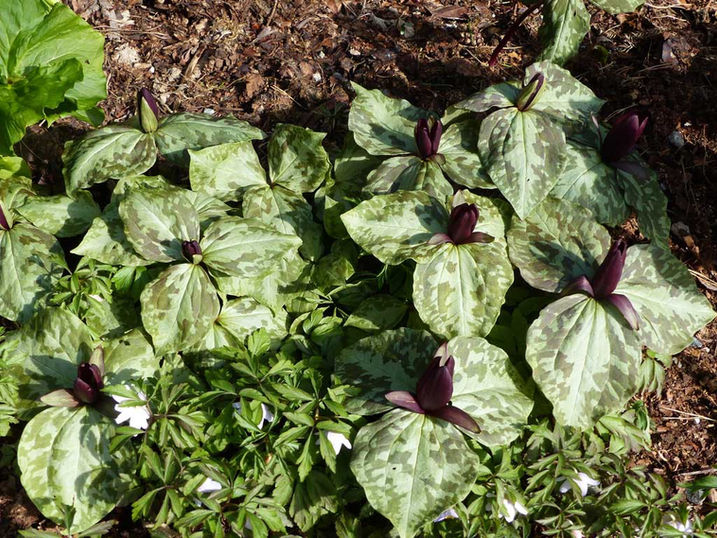 Trillium cuneatum