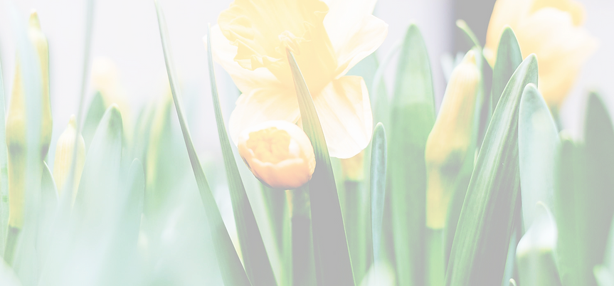 Daffodils in bloom_edited_edited.png