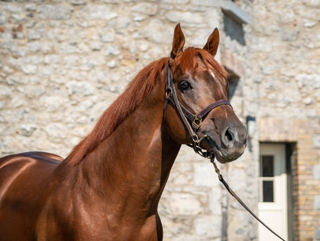 1-3 for Persian Force as Persian Land makes winning debut at Haydock