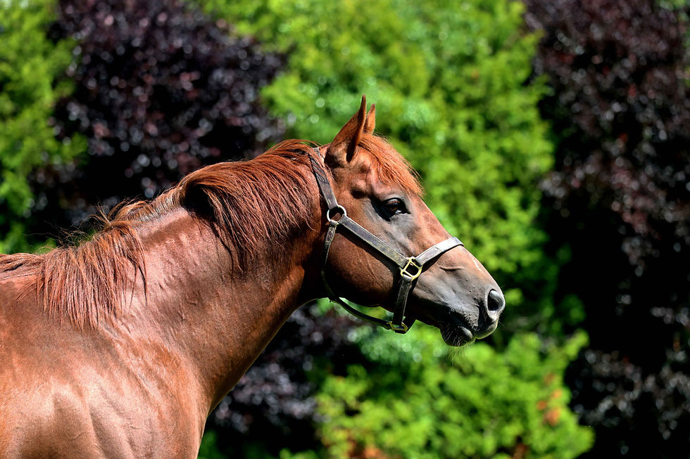 Amo's Force Noir impressive at Naas to become latest winner for Persian Force