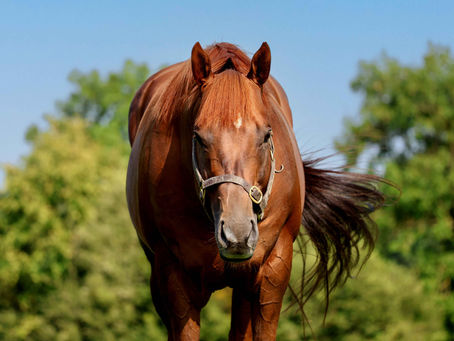 A winner and two six-figure lots - a great day for Persian Force