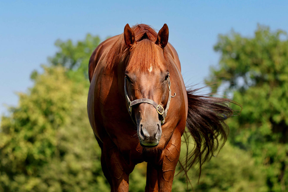 A winner and two six-figure lots - a great day for Persian Force