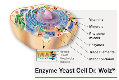 Enzyme Yeast Zell.jpg