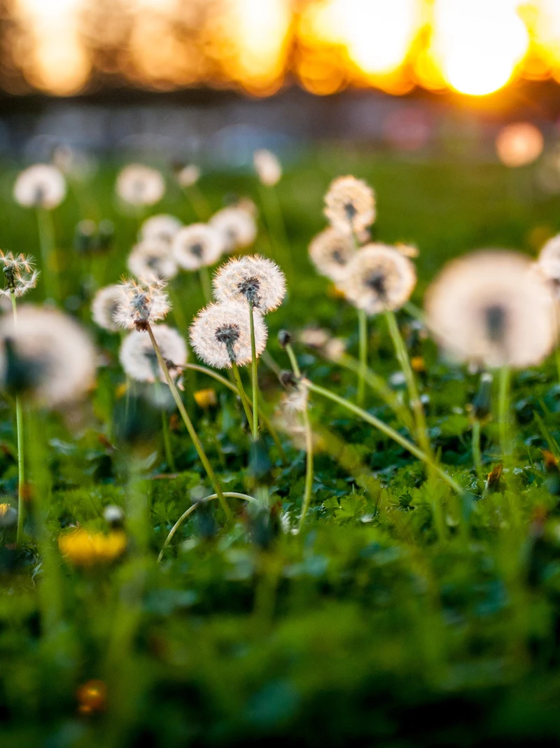 dandelions.webp