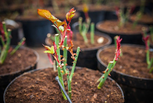 Rose plant Cutting.jpg