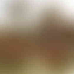 Various tables set up for dinner under string light at Flora Farms in San Jose del Cabo, Mexico. 