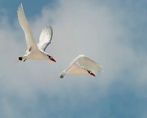 Red-tailed tropicbird, pair, SW Herald Cay, Coral Sea_GBB_6260.jpg