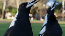 Two magpies warbling. Image by James Blackburn