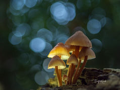 Macrofotografie, maak het kleine letterlijk groot