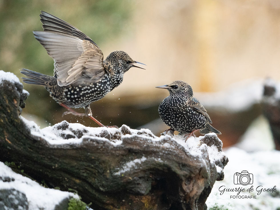 Vogelfotografie in de winter - Tips,Tricks & haarscherpe beelden