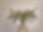 Flemish Arrangement photo background