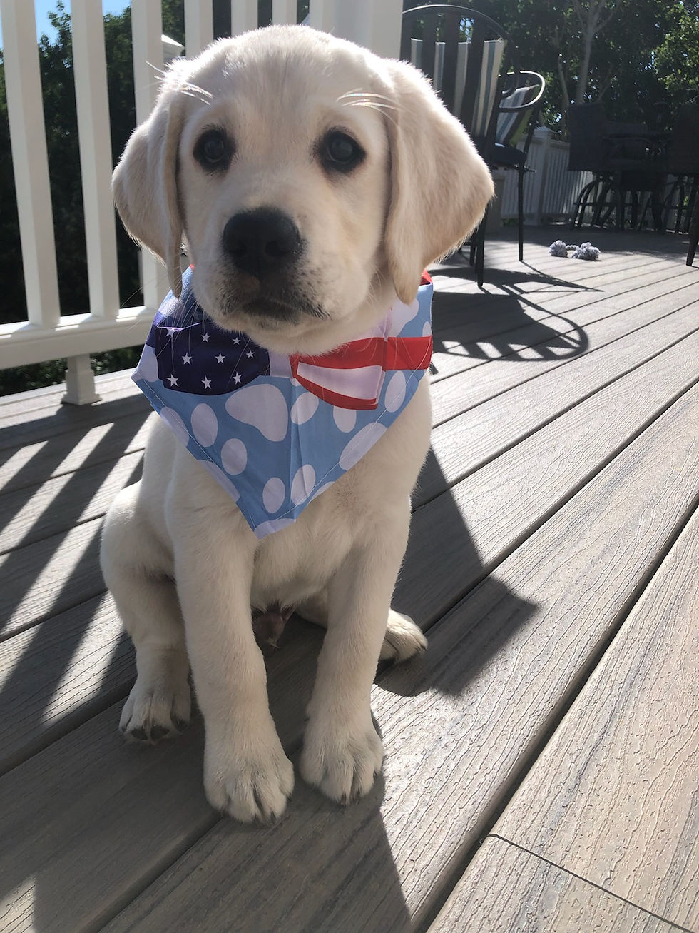 puppy testimonial country west labs