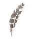 Feather