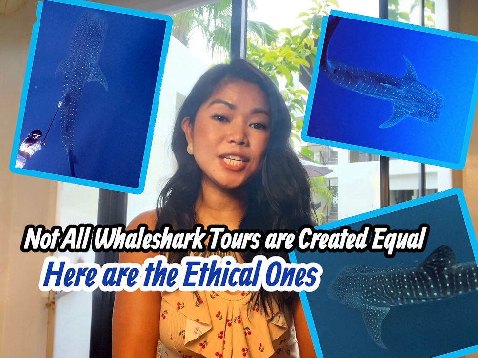 WATCH MY 2MINS. REVIEW VIDEO BELOW.... I've had unforgettable encounters with majestic whalesharks in different locations in the Philippines. Here are the must-go and No-guilt trips to observe alongside whalesharks (aka Butanding or Tiki-tiki)!  #Whalesharks #Whaleshark #Donsol #PanaonIsland #Southernleyte #HondaBay