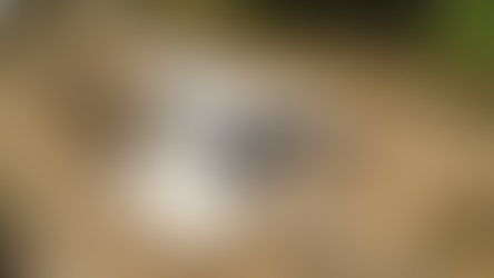 Figueroa inaugurará siete grandes obras escolares en el inicio del ciclo lectivo 2026