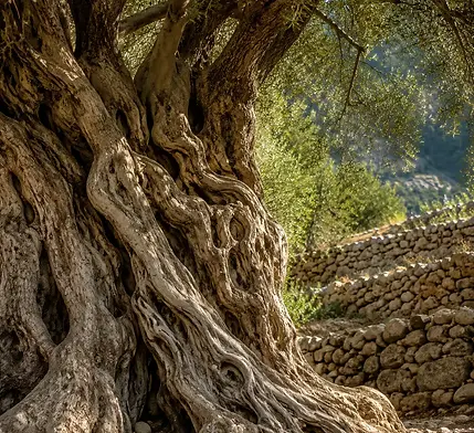 Un olivier centenaire au soleil de Tramuntana, l'écorce et la sève. — inspiration de la destination Mallorca