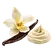 Illustration des notes de tête vanille légère, crème subtile de la fragrance Vanille ancienne