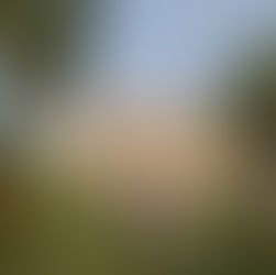 Cathédrale La Seu à Palma de Majorque avec palmier au premier plan et vue sur la baie des Baléares