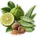 Illustration des notes de tête bergamote, aloé vera, muscade de la fragrance Aloé Vera & Musc