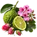 Illustration des notes de tête bergamote, boutons de rose, géranium de la fragrance Ambre Gris
