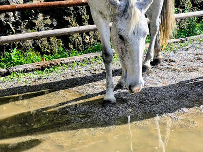 The reflection of the water, the Reflection of the horse