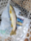 Fish 2.jpg