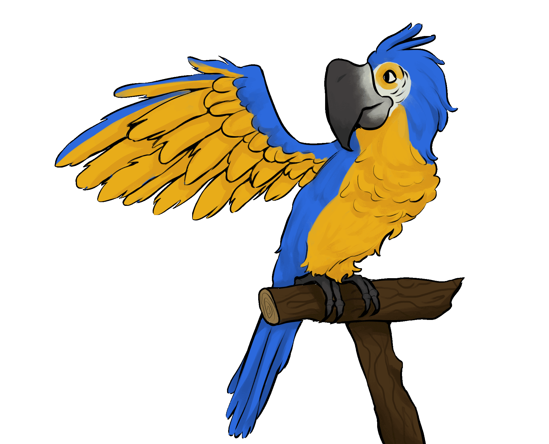 der Cora Papagei sitzt auf einem Ast