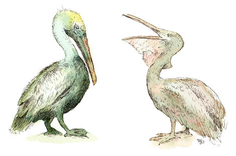 pelikaani pelikaani vesiväri pelican aquarelle watercolor watercolorandink