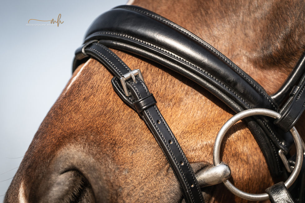 Extra SteinEquest WEB-2