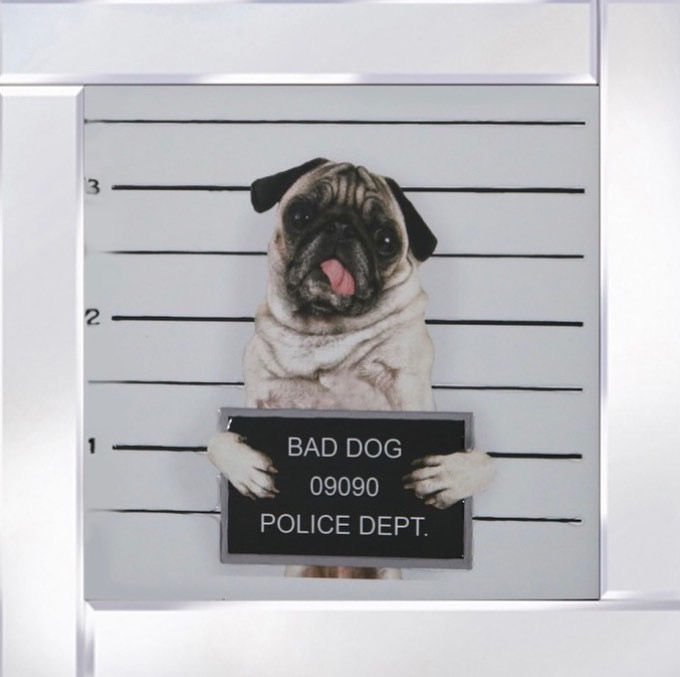 Bad Dog Pug Mug Shot on Mirrored Frame 60x60cm