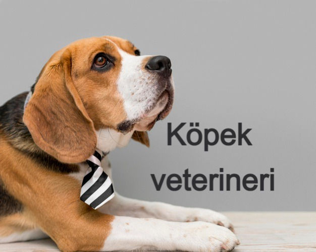 Köpek veterineri Yenitepevet