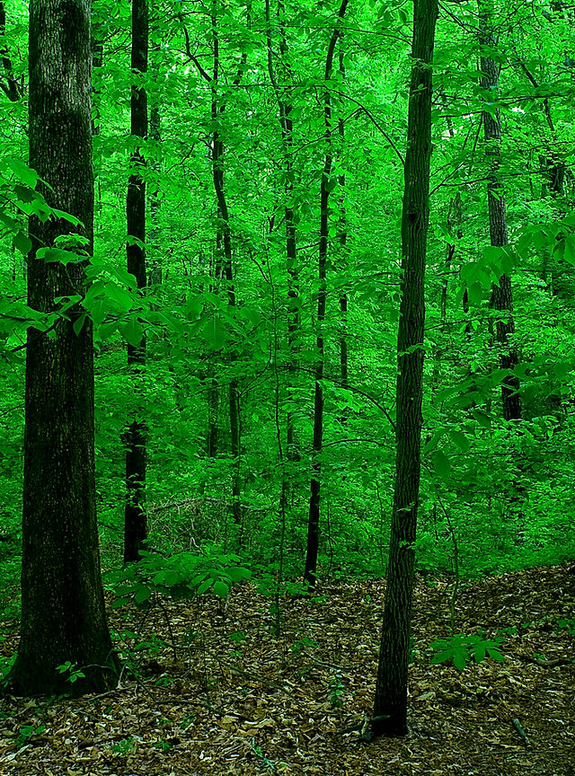 Olmsted Linear Park