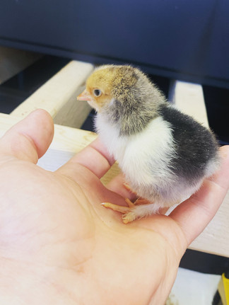 Buff Brahma Chick