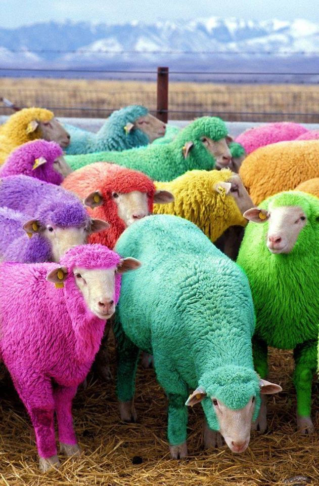 Sheep in pink, green, red, and yellow.