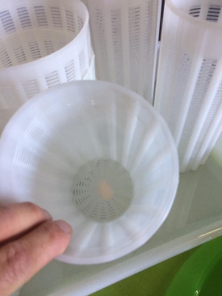 Μικρογραφία: Prodromos* Horeca!  Ταλαρια για χαλλούμι  – Μυζήθρα – Ανθότυ