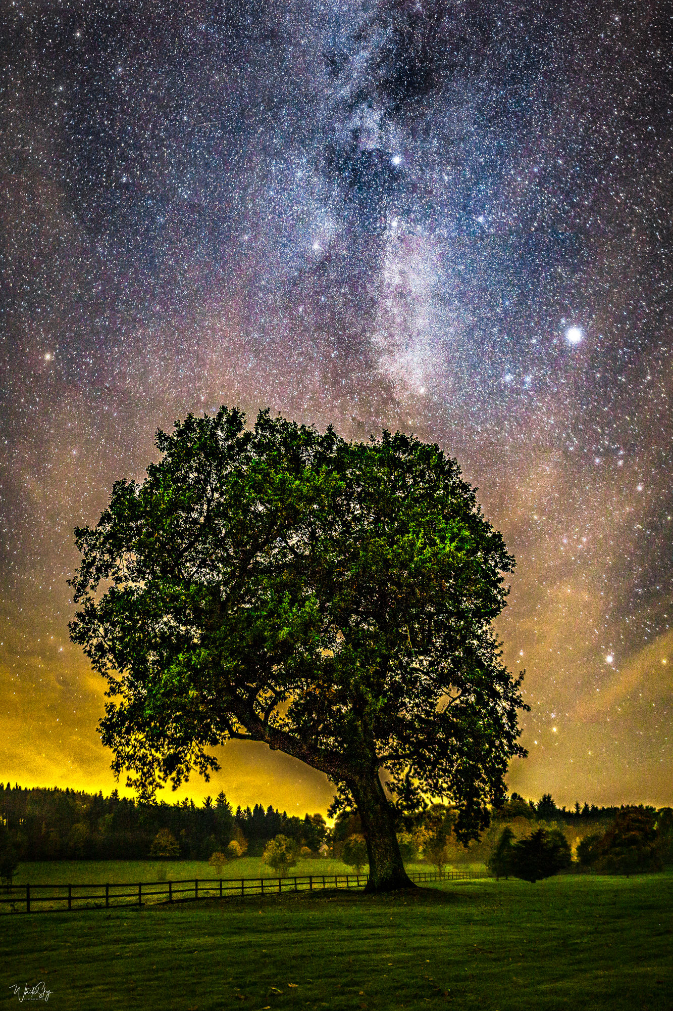 'Old Tree at Castle Fraser'
