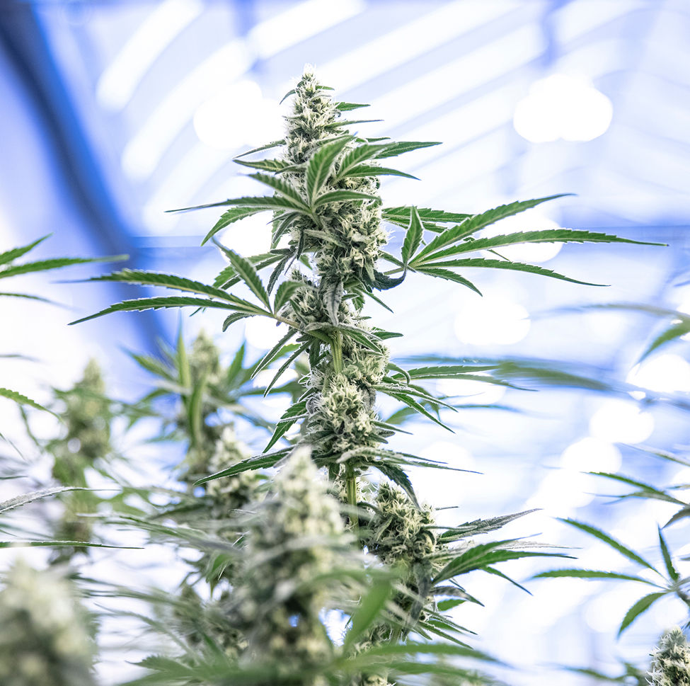 Une plante de cannabis.
