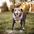 Busting Fostering Myths: The Truth about Fostering Dogs